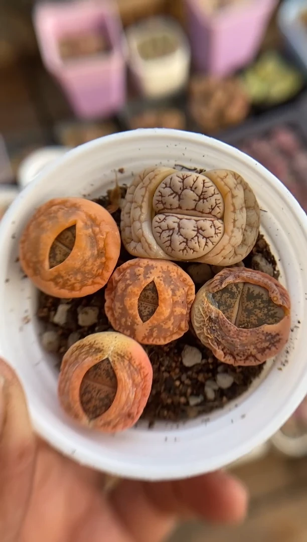 【闪购商品】9037直播一物一拍