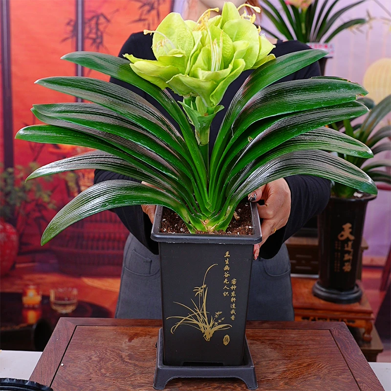 【查尔斯】带盆君子兰花卉植物室内易活绿植四季常青好养当年开花