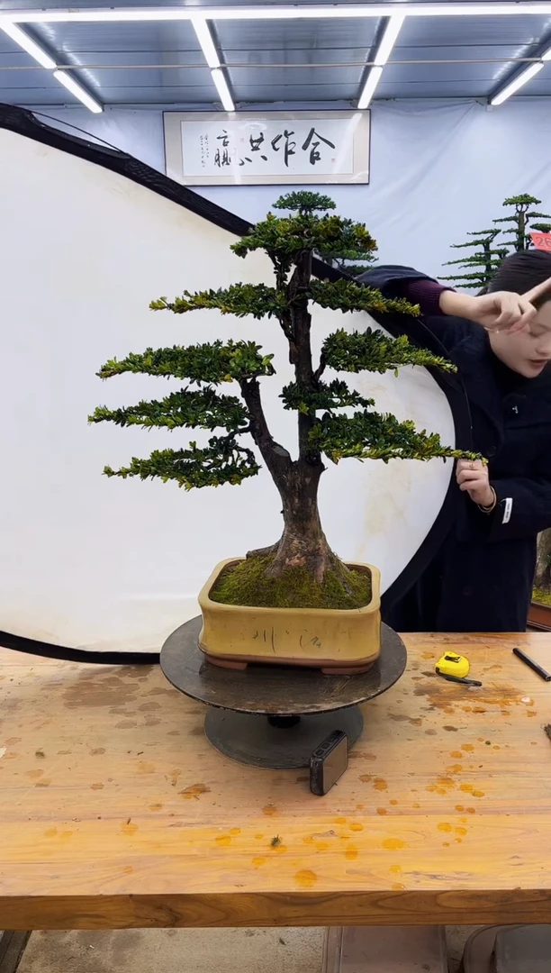 【闪购商品】高端盆景一物一拍，所见即所得