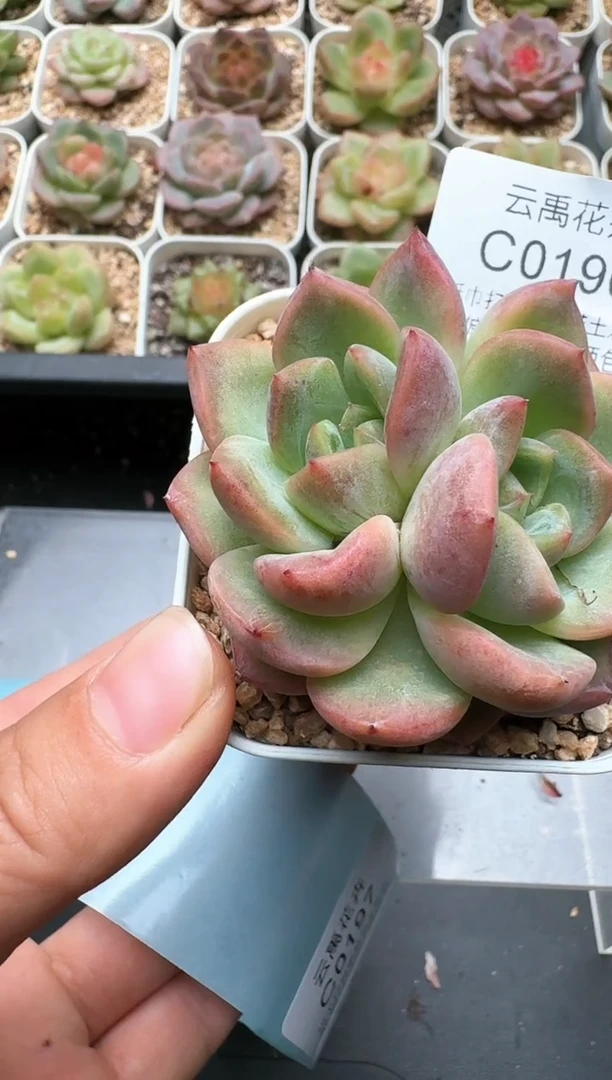 196C云禹多肉植物 带盆土纸巾打包 3颗包邮