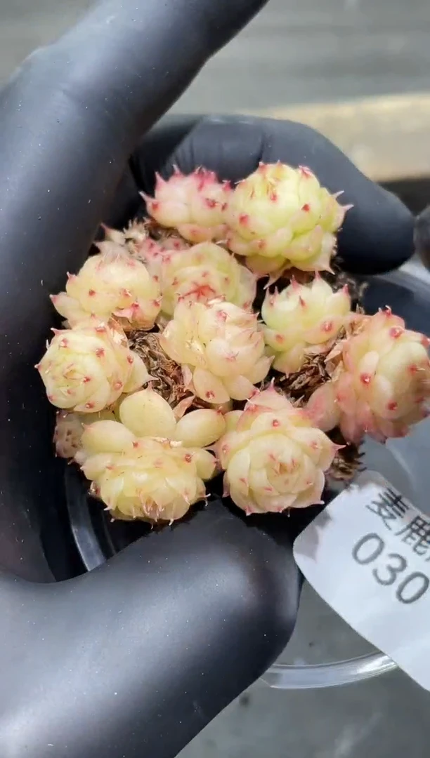 030果冻海胆   不包整散   量拍