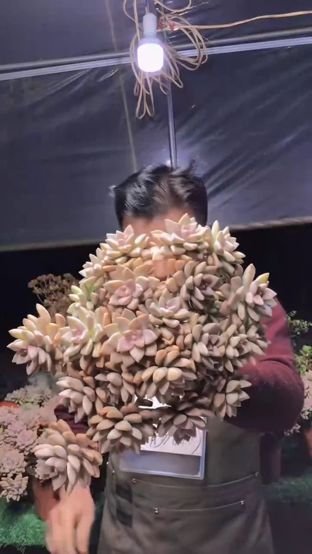 205淡雪缀化一物一拍