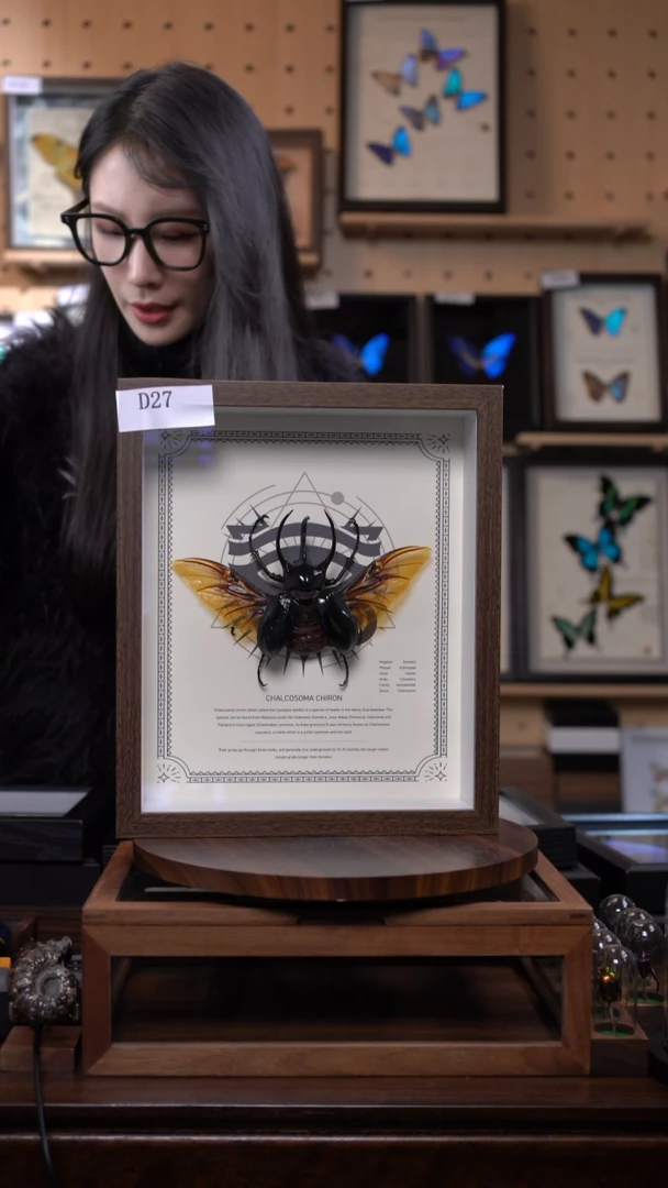 南洋大兜昆虫标本d27