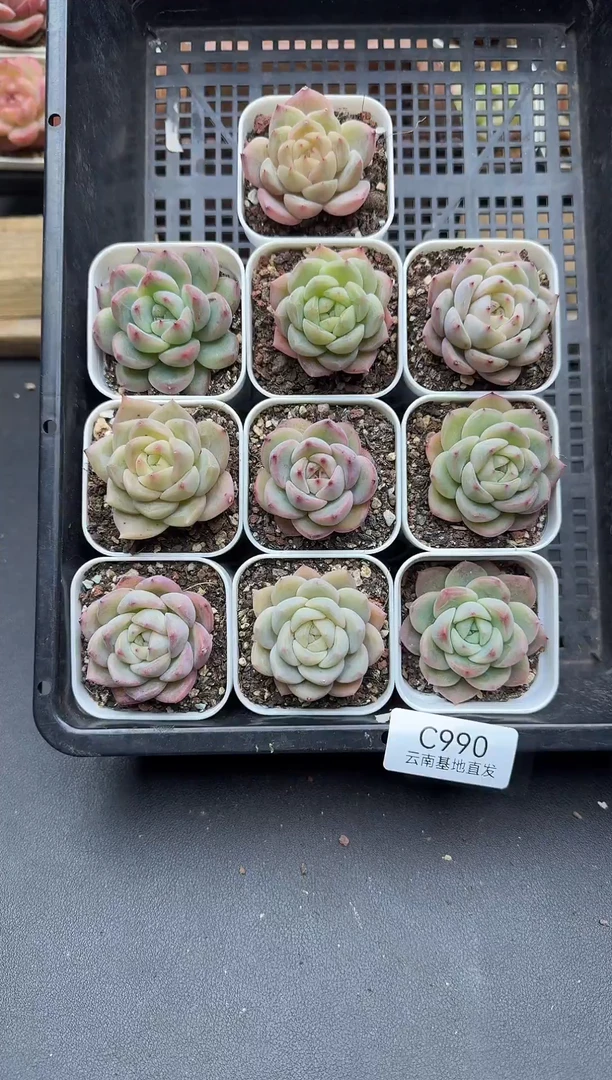 珍妮杂交多肉C990