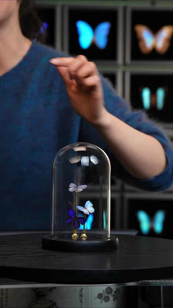 三只小灰蝶组合玻璃罩