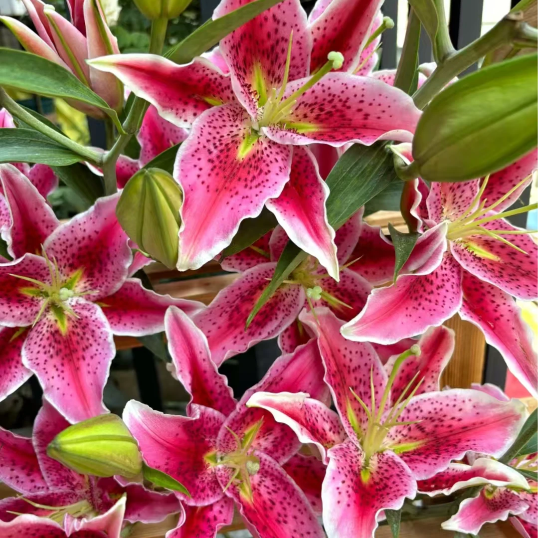 A级稀有草莓沐恩百合5支多头（桃桃）