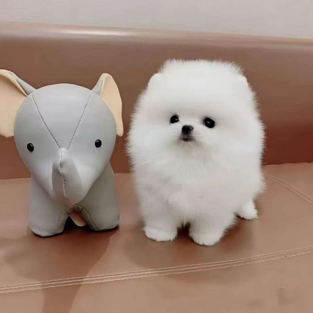 【Yu宠相遇家】博美犬 小型宠物伴侣