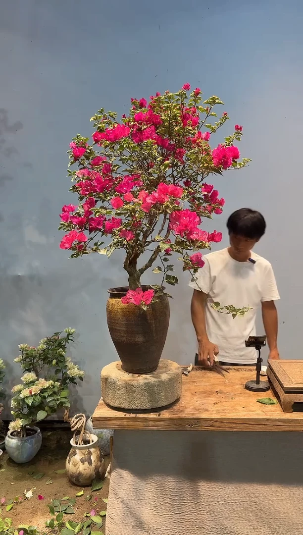 全部花朵远*三角梅26