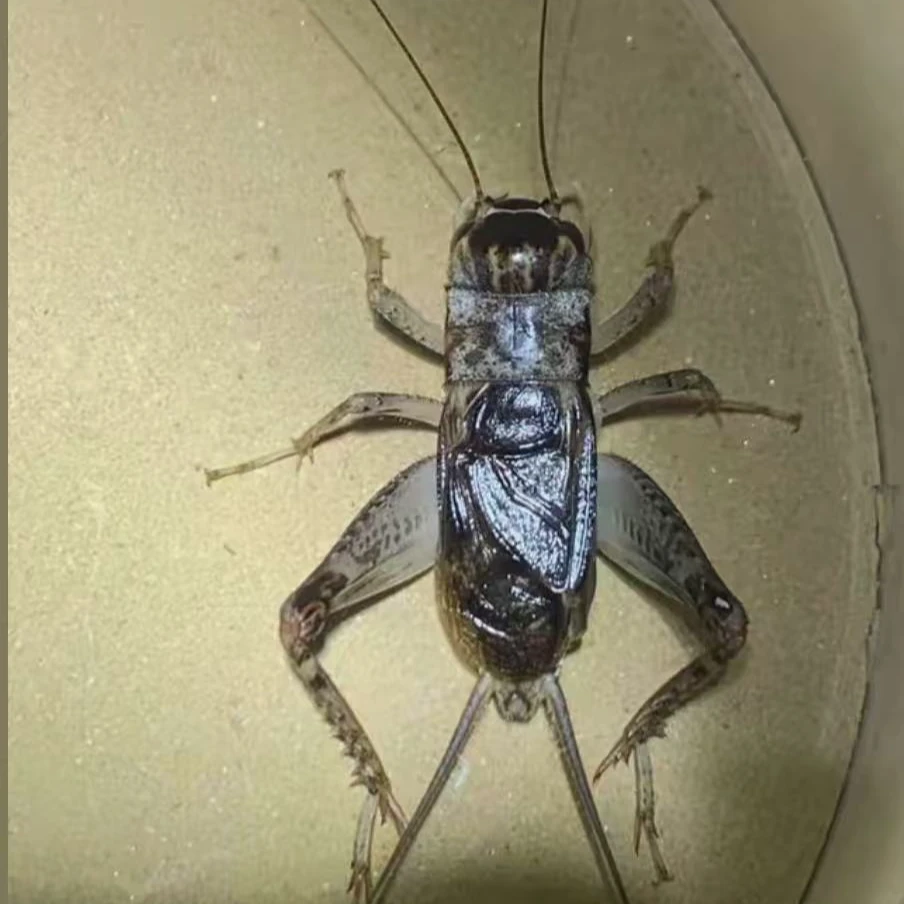 大地野放精品仿秋，   一比一还原秋虫， 口重，耐盘打。