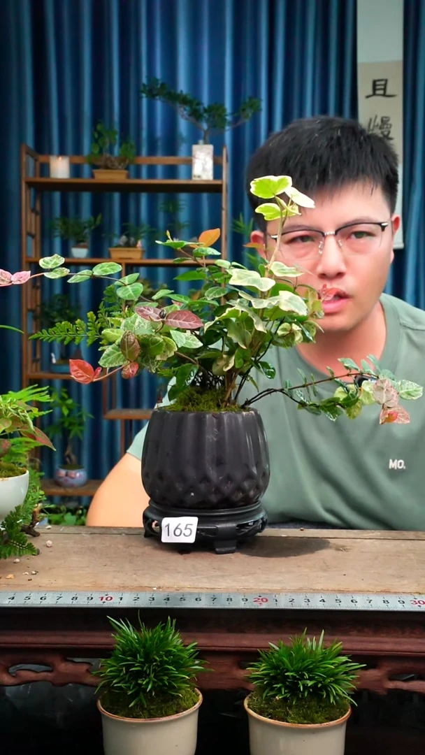 无花朵苔藓微景观165号