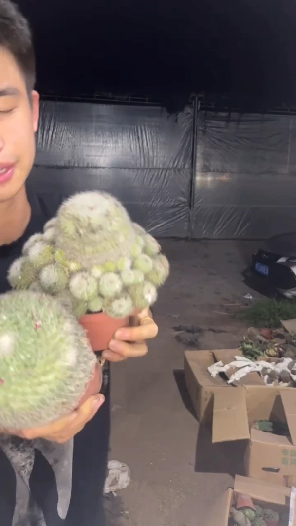 2颗 大号 玉翁 不指定带崽