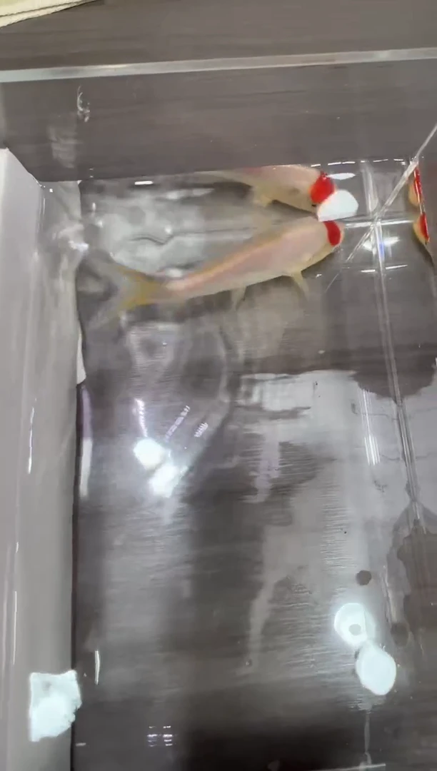 锦鲤坂井血统小牙签17公分左右丹顶