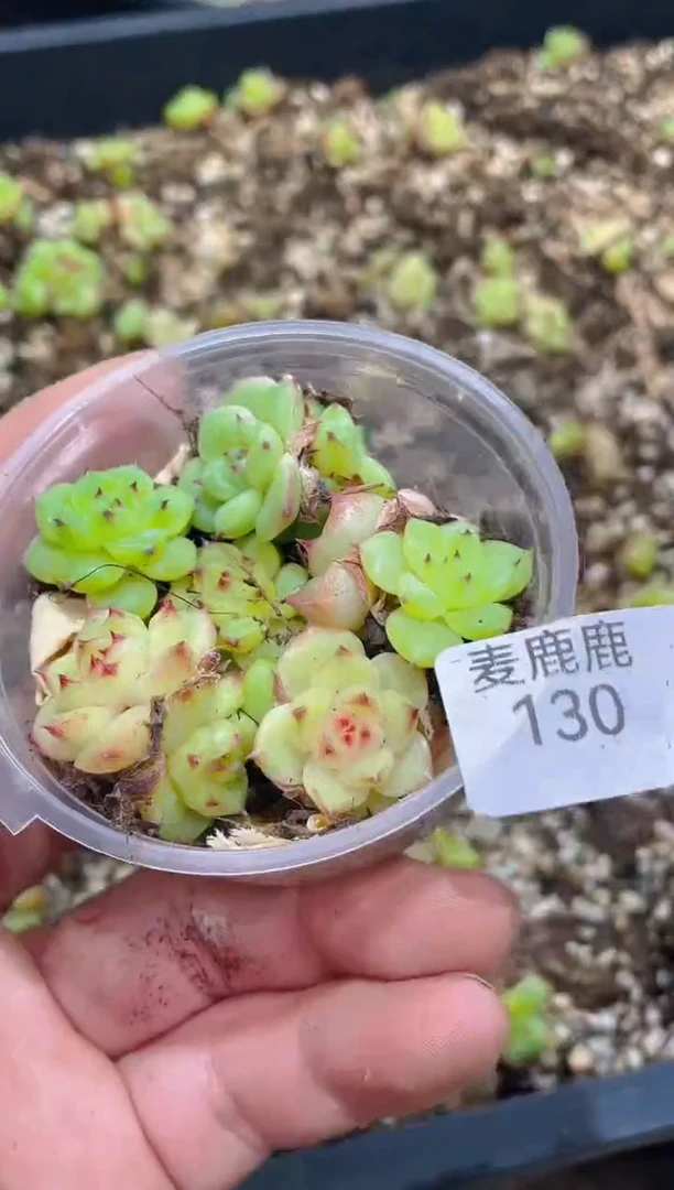 130翡孤品     量拍