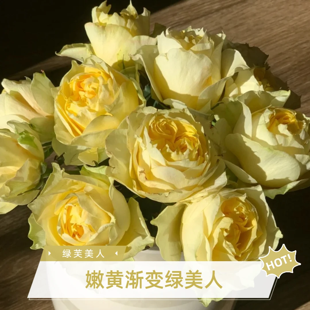黑哥的花园新品绿芙美人月季渐变绿嫩黄大花耐热抗病基地直供四季