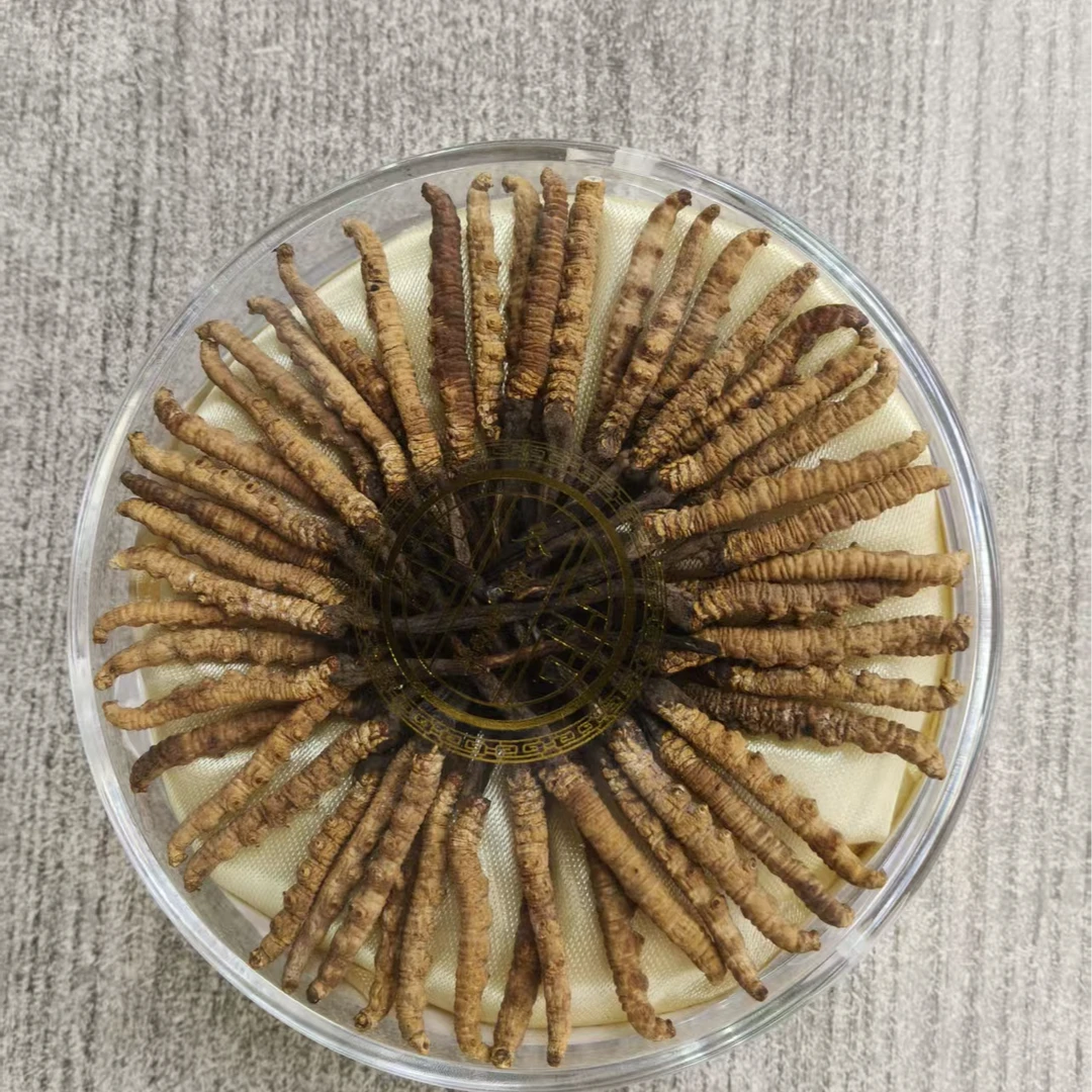干冬虫夏草 50根礼盒装