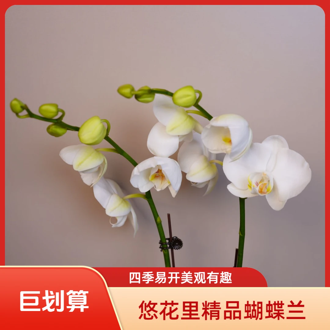 繁星里蝴蝶兰【阿玛】带花带花苞开花珠发货