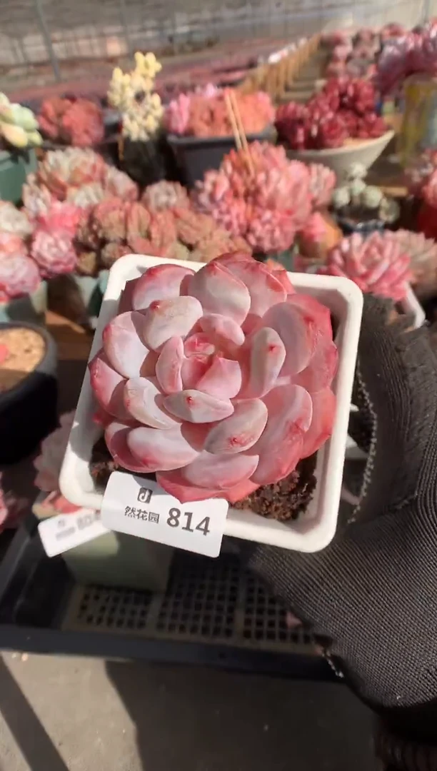 814雪天使多肉植物一物一拍