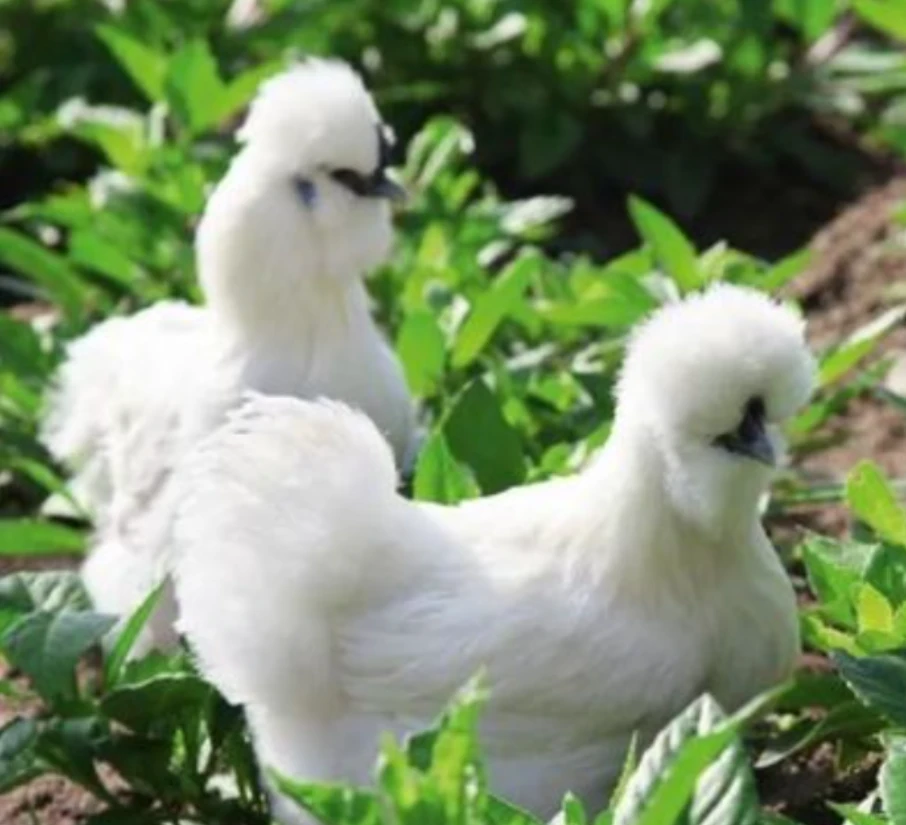 白乌鸡黑肉 整鸡 鸡肉  包邮 2.5斤 1只