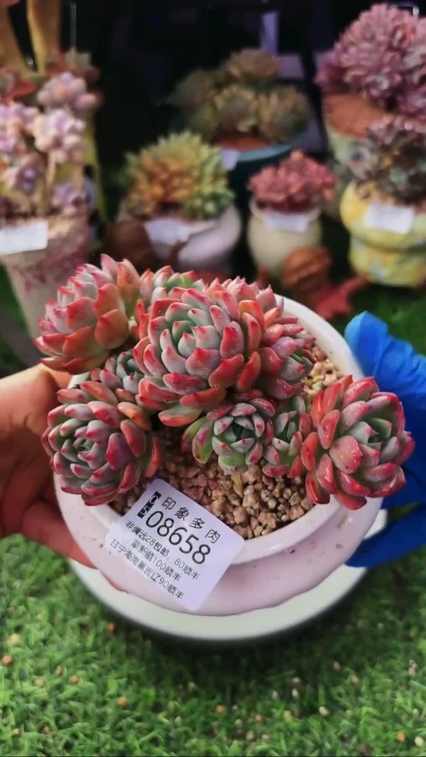 昆明印象多肉08658