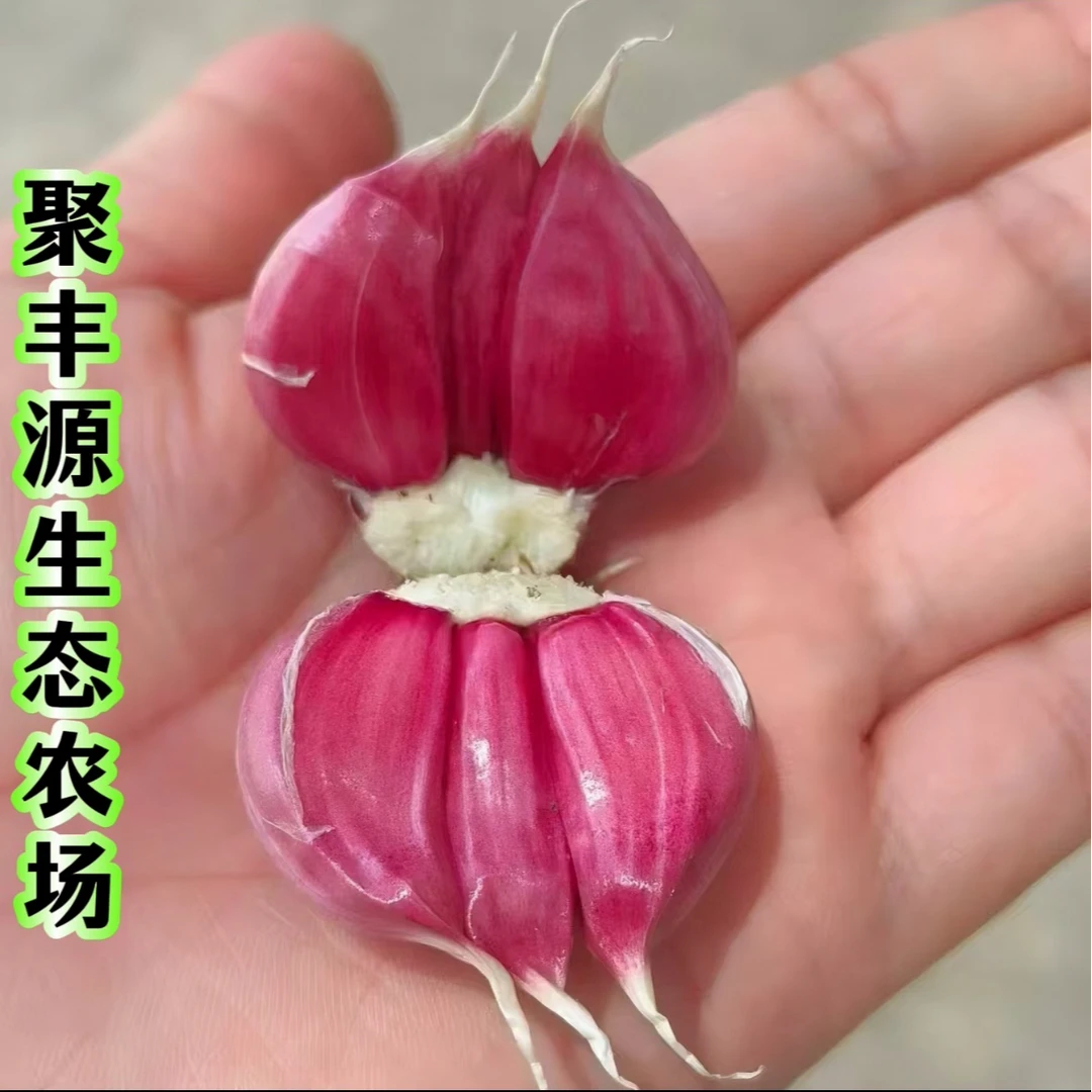 天津宝坻六瓣红紫皮大蒜