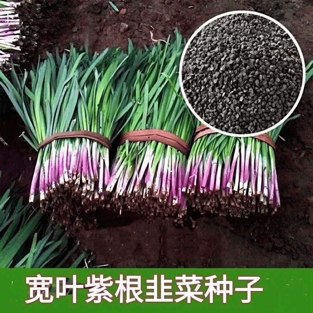 【全店满5包包邮】紫根韭菜种子四季可播宽叶韭菜籽蔬菜种子阳台