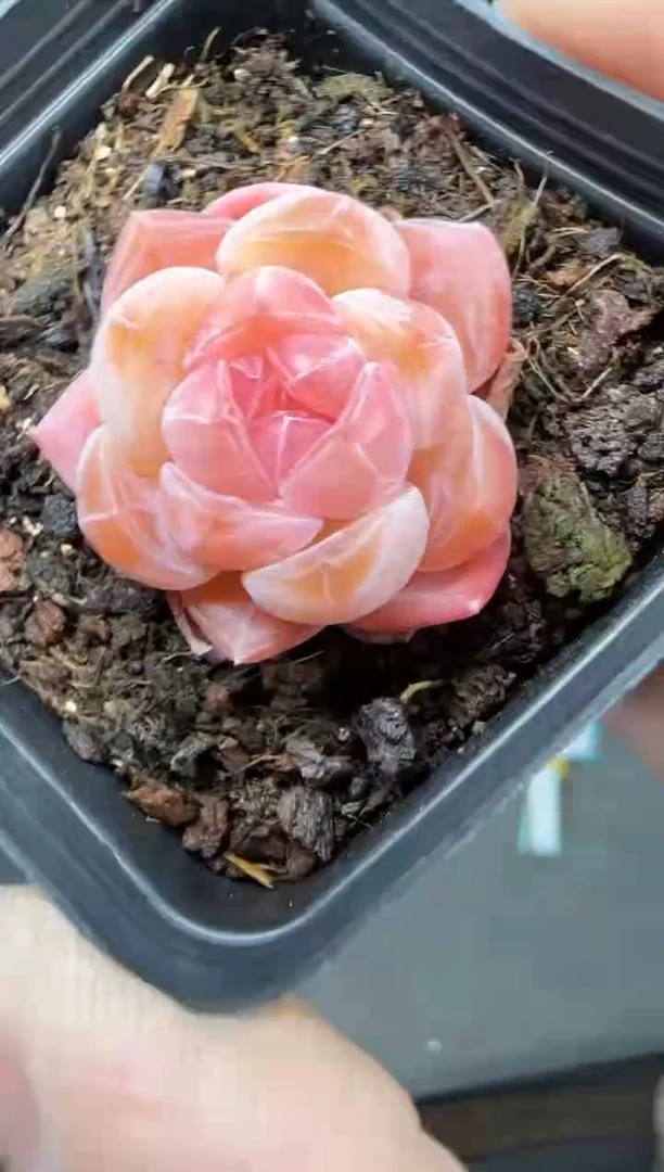 【闪购商品】一物一拍0217—112