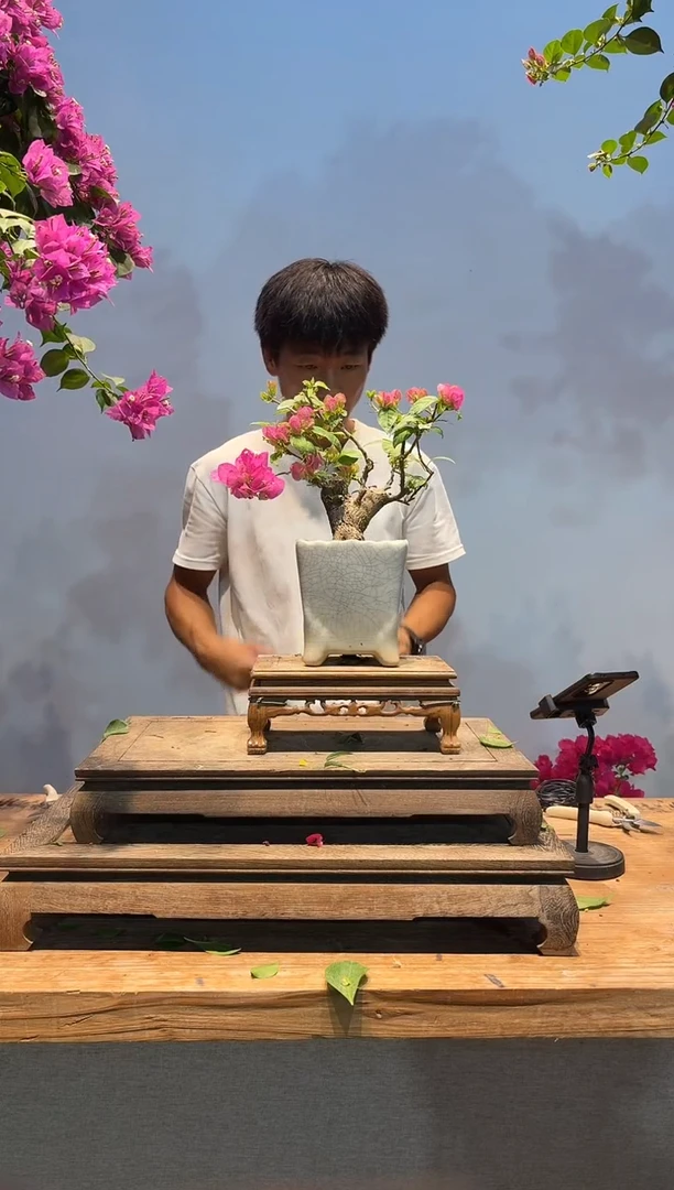 完全开放?***品三角梅专场一物一拍27