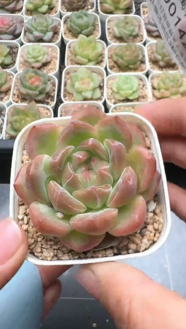 142D云禹多肉植物 带盆土纸巾打包 3颗包邮