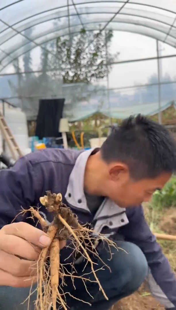 人**华198 路易斯 人间梦华