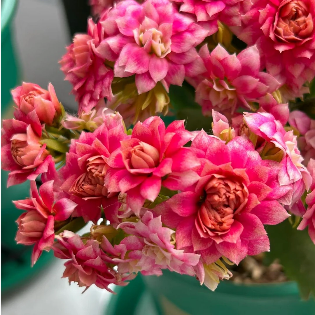 【芙蓉花神】～盆栽活懒人花卉美观重瓣带花苞室内客厅阳台易活花。