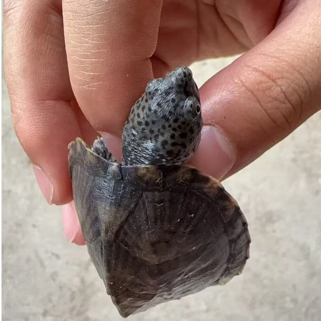 人工养殖果核红面墨蛋等多种宠物龟活体观赏龟