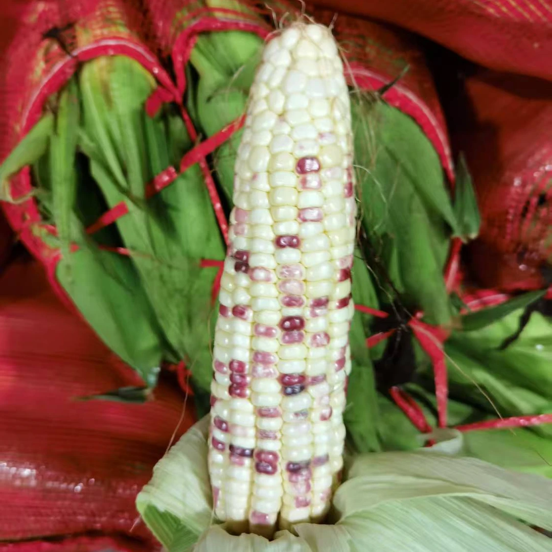 【送货上门】海南花糯玉米6颗装