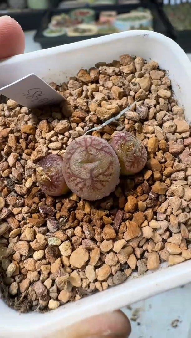 【闪购商品】1/23-160