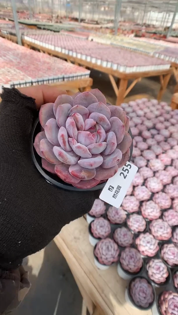 【闪购商品】255星影一物一拍