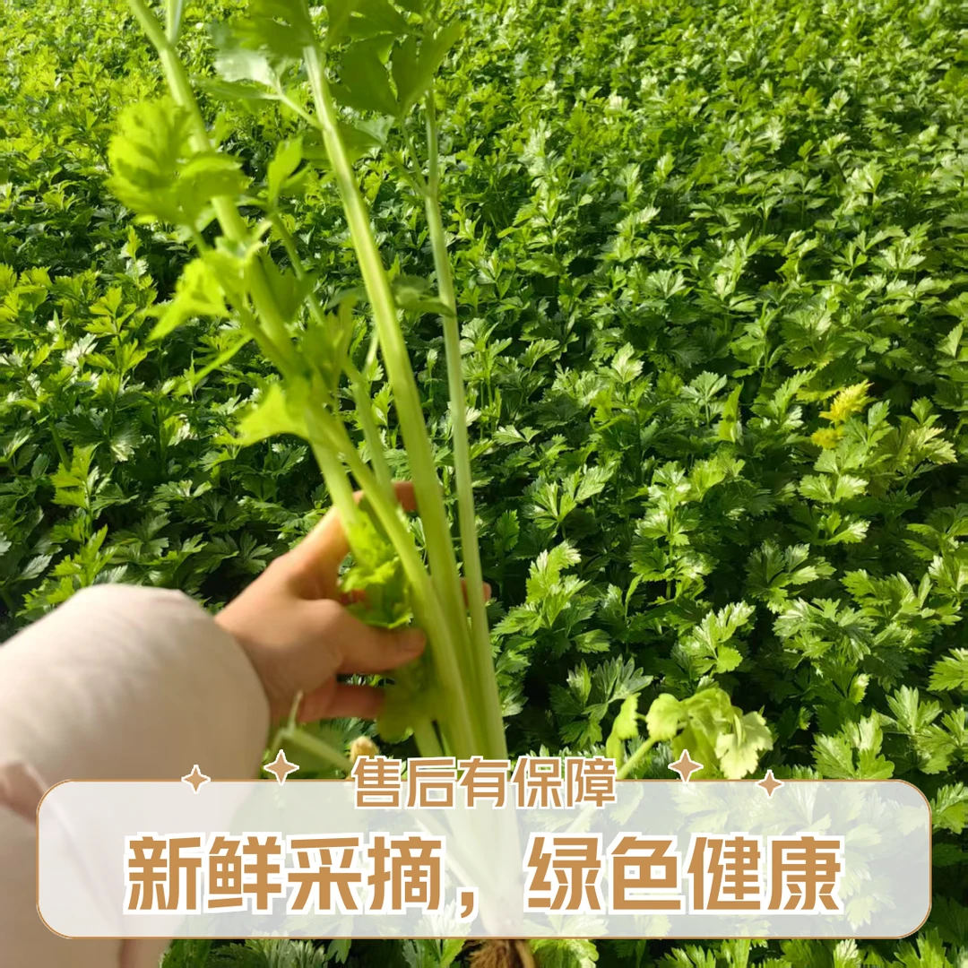 密云本地芹菜（三斤）新鲜多汁，现摘现发