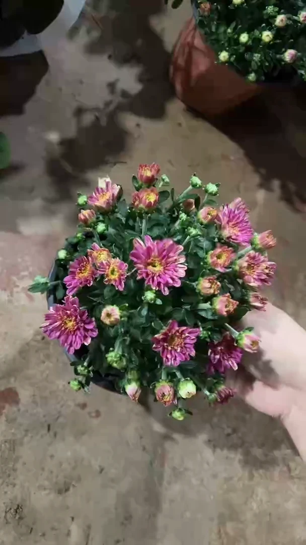 完全开放两单包邮，千头菊