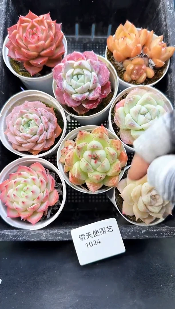 10 24    多肉8 颗