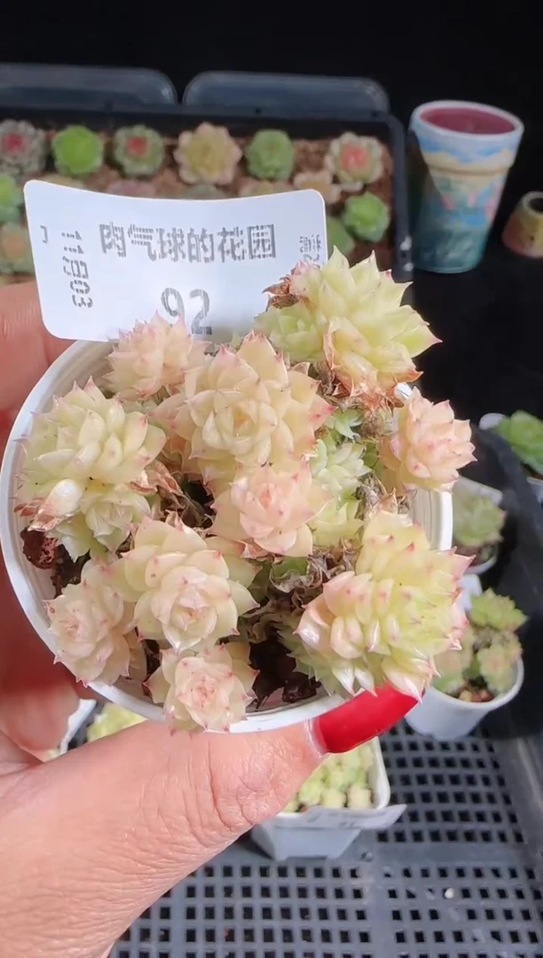 1103-92麦秆群不包整