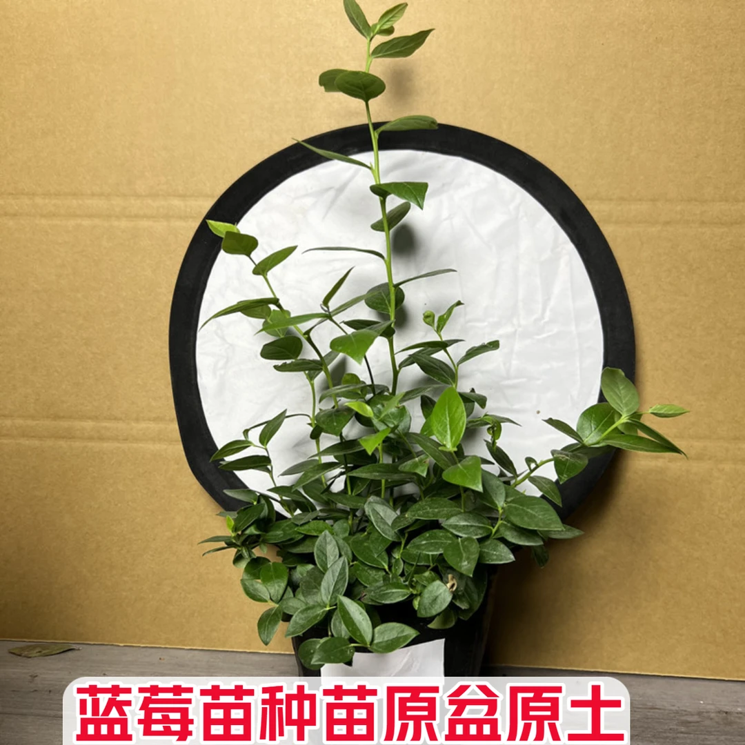 蓝莓树果苗  花香   6   薄雾 11莱格西29 原盆原土 基质土 钵苗2