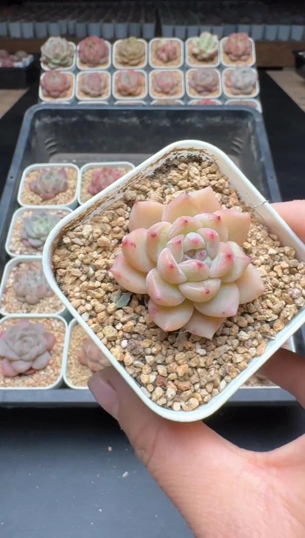 【闪购商品】980E号一物一拍多肉花卉植物拍3颗起发