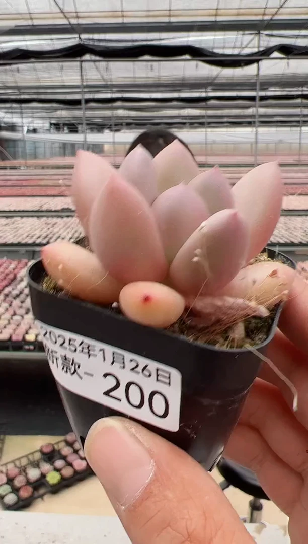 【闪购商品】新-200