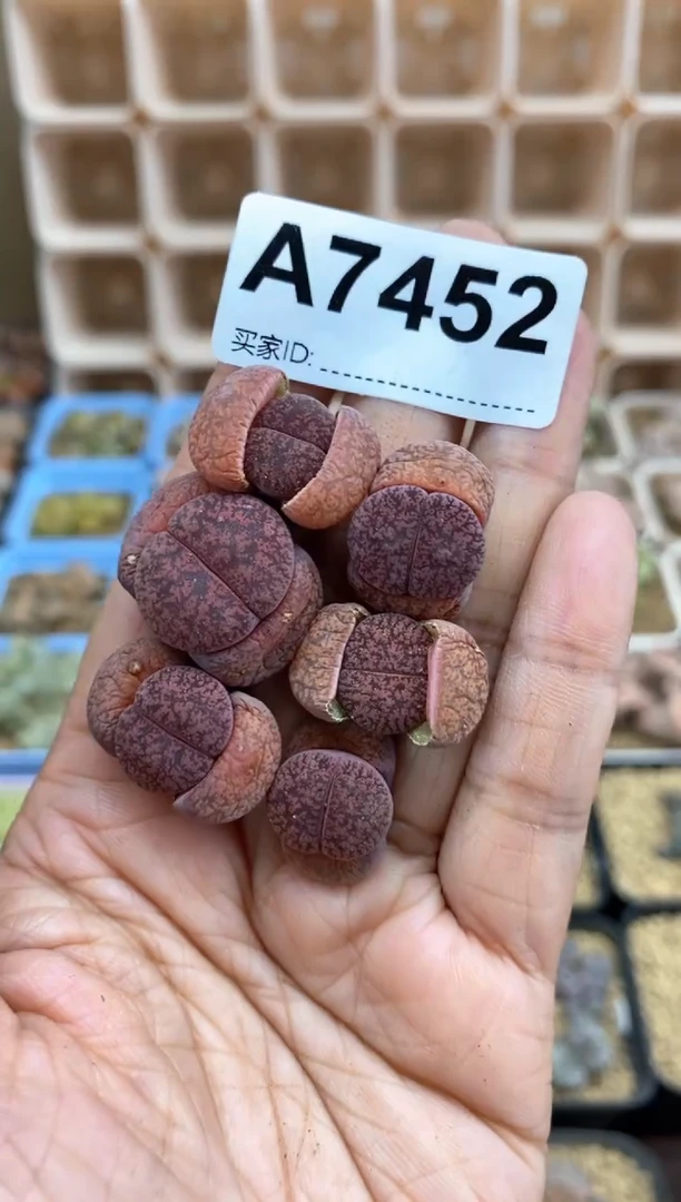 【闪购商品】7452直播间一物一拍链接