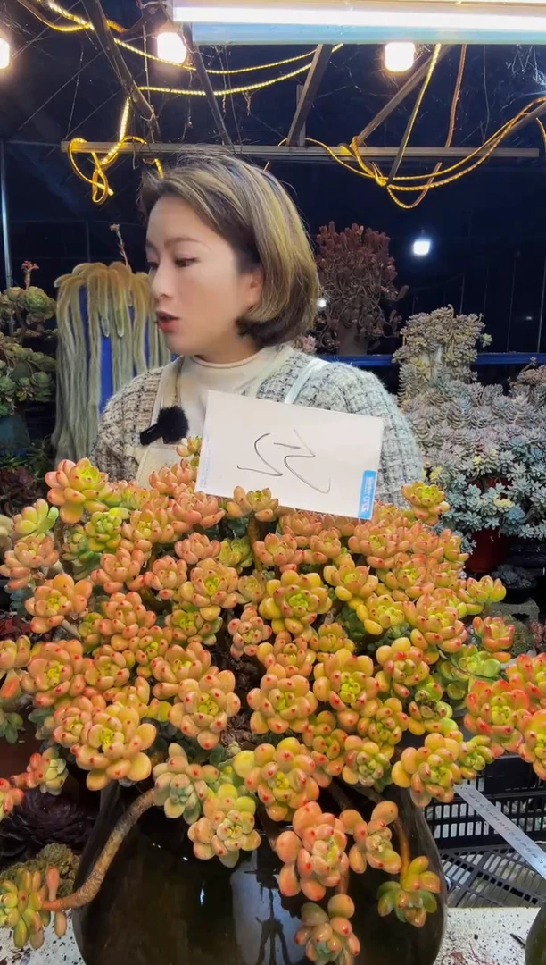 梦****戴52号一物一拍脱土包邮