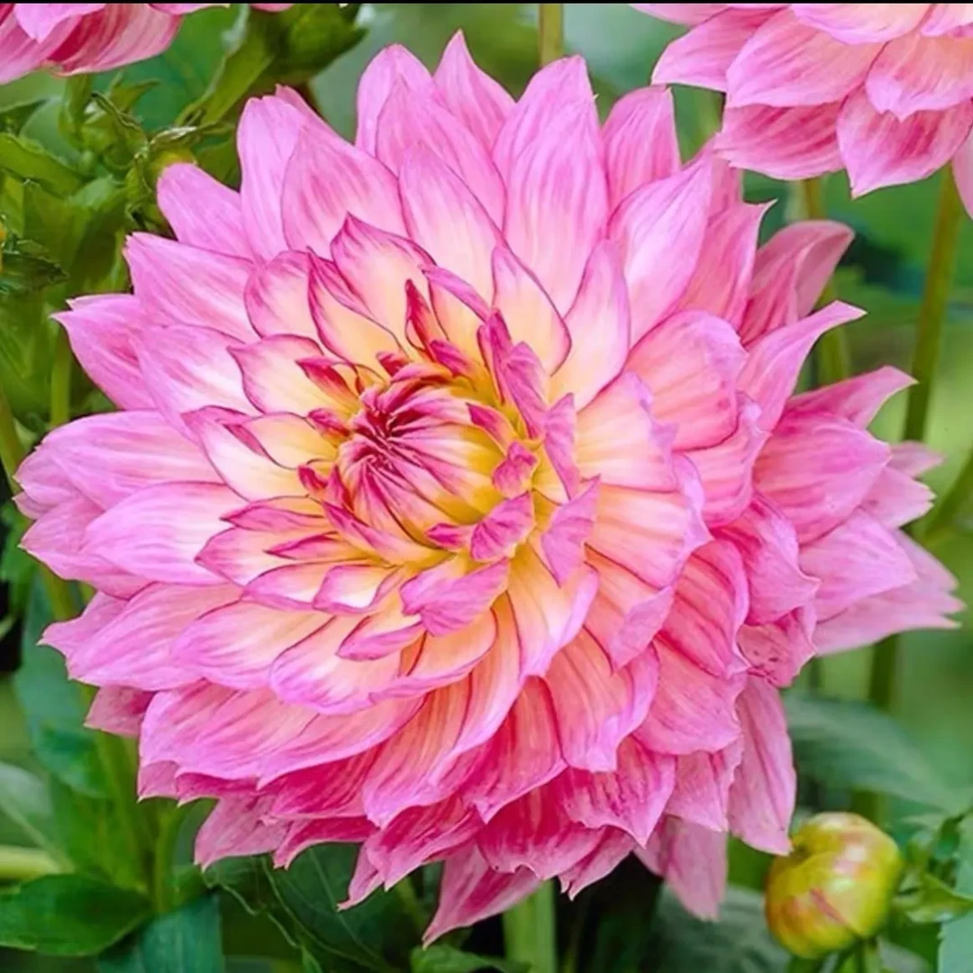 花卉大丽花穴盘苗大丽花苗 多年生 四季栽种花卉年年花开
