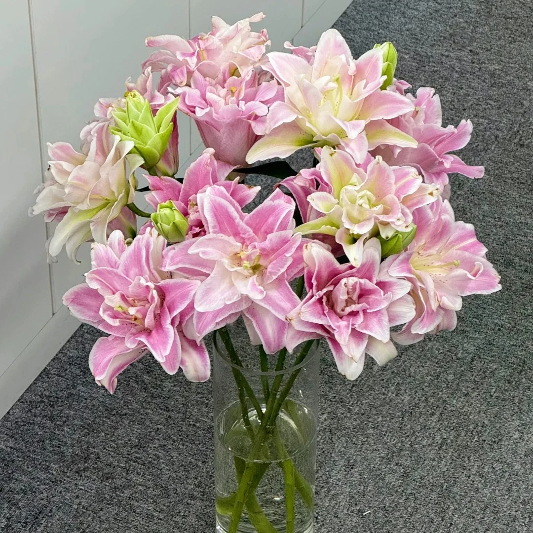 【魔法公主重瓣百合】粉色系香水百合中型香味百合鲜花基地直发