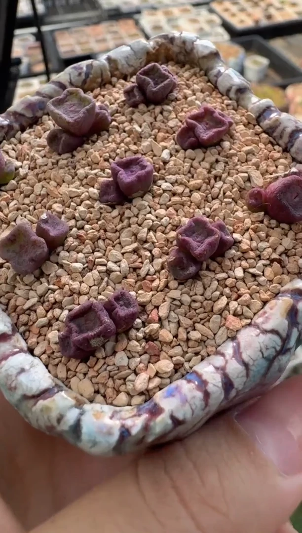 2-31多肉植物肉锥方碗一颗