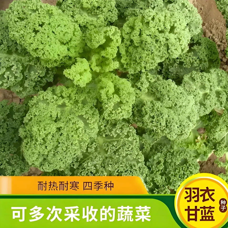 【羽衣甘蓝种子】家庭阳台小院四季种植盆栽地栽易种易活