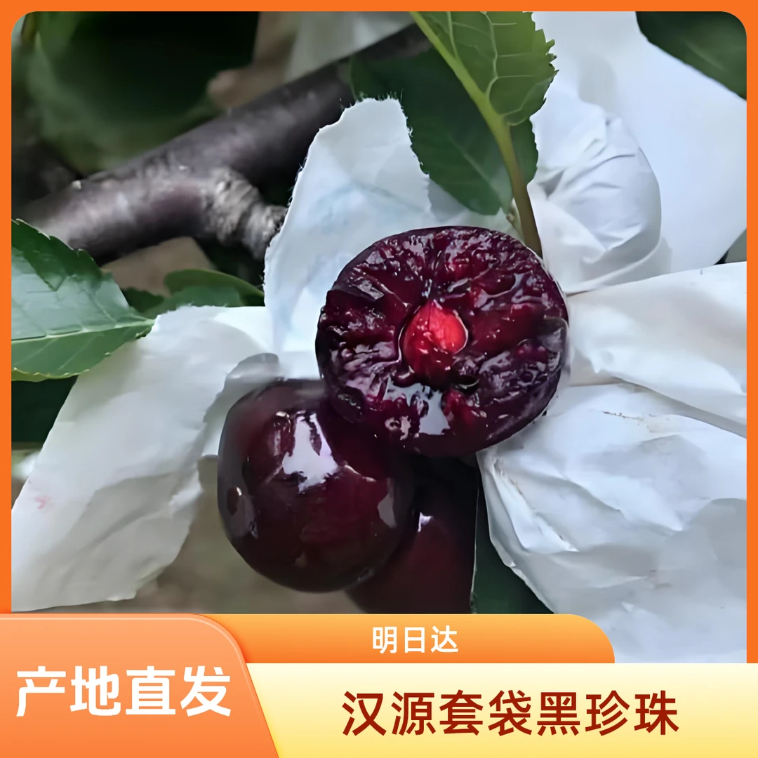 【明日达】AA汉源黑珍珠【套袋】车厘子2斤3斤5斤新鲜香甜大樱桃【真产地直发】J黑珍珠樱桃黑珍珠樱桃黑珍珠樱桃