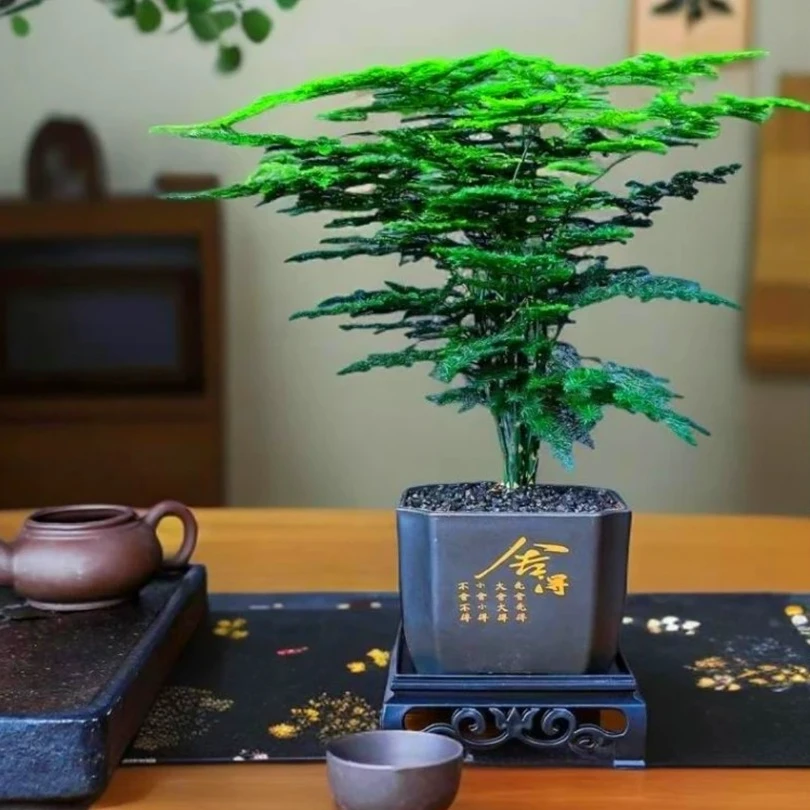 【送舍得盆】文竹盆栽室内绿植花卉办公室客厅桌面植物好养四季常青