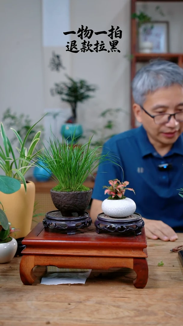 完全开放小****?菖蒲+网纹草335